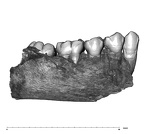 UW101-377 Homo naledi mandible buccal