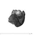 UW101-377 Homo naledi mandible distal