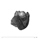 UW101-377 Homo naledi mandible distal