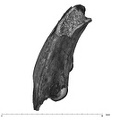 UW101-377 Homo naledi mandible inferior