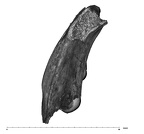 UW101-377 Homo naledi mandible inferior