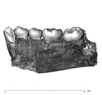UW101-377 Homo naledi mandible lingual