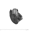 UW101-377 Homo naledi mandible mesial