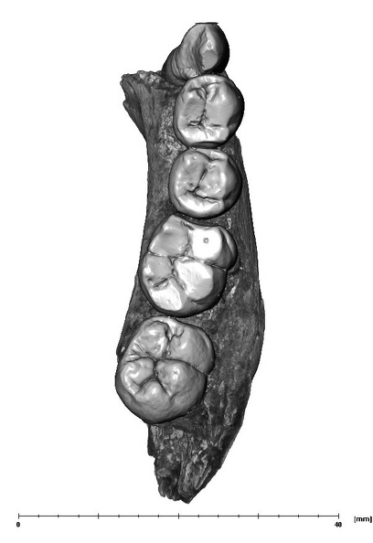 UW101-377 Homo naledi mandible occlusal
