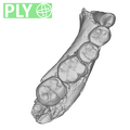 UW101-377 Homo naledi mandible ply