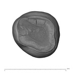 UW101-383 Homo naledi LRP4 apical