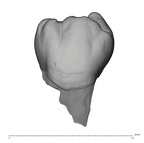 UW101-383 Homo naledi LRP4 buccal