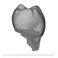 UW101-383 Homo naledi LRP4 distal