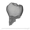 UW101-383 Homo naledi LRP4 lingual