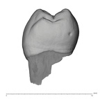 UW101-383 Homo naledi LRP4 mesial