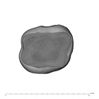 UW101-384 Homo naledi URDM2 apical