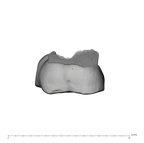 UW101-384 Homo naledi URDM2 buccal
