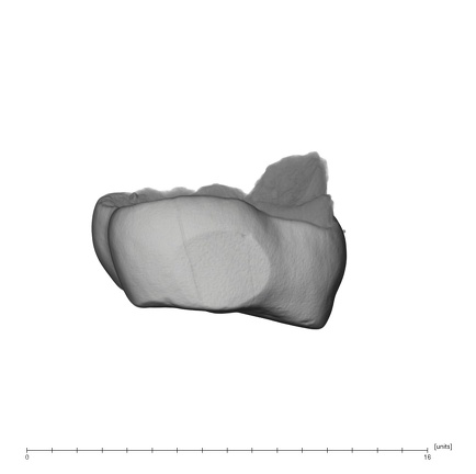 UW101-384 Homo naledi URDM2 distal