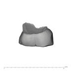 UW101-384 Homo naledi URDM2 lingual
