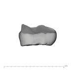 UW101-384 Homo naledi URDM2 mesial