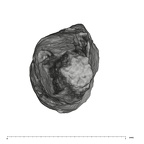 UW101-388 Homo naledi root apical