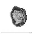 UW101-388 Homo naledi root occlusal