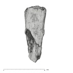 UW101-388 Homo naledi root side 1