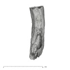 UW101-388 Homo naledi root side 2