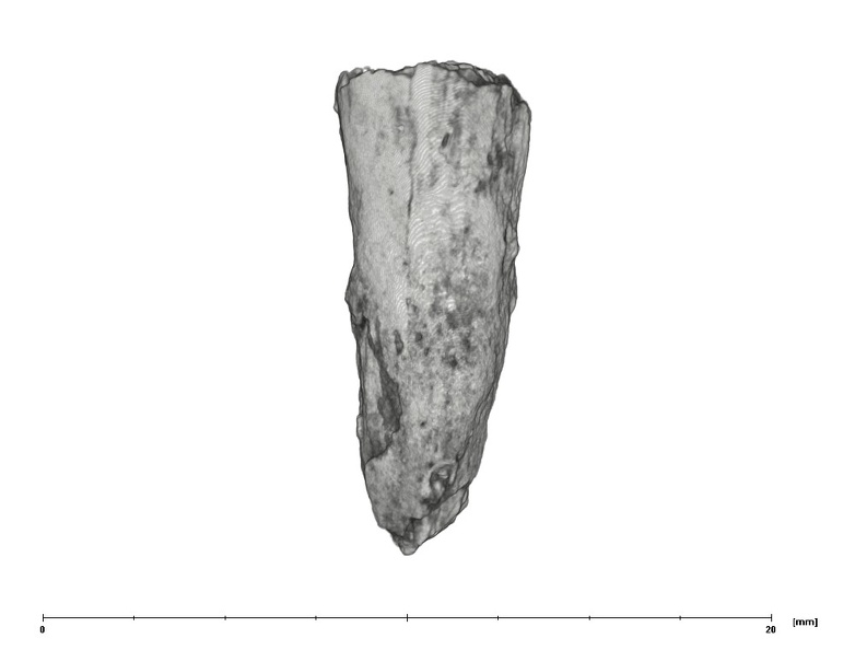 UW101-388 Homo naledi root side 3