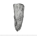 UW101-388 Homo naledi root side 3