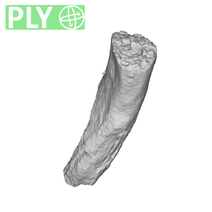 UW101-388 Homo naledi root ply