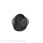 UW101-412 Homo naledi ULC apical