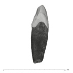 UW101-412 Homo naledi ULC distal