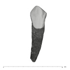 UW101-412 Homo naledi ULC labial