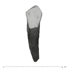 UW101-412 Homo naledi ULC lingual