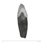 UW101-412 Homo naledi ULC mesial