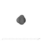 UW101-417 Homo naledi ULI2 apical