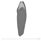 UW101-417 Homo naledi ULI2 distal