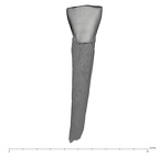 UW101-417 Homo naledi ULI2 labial