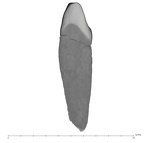 UW101-417 Homo naledi ULI2 mesial