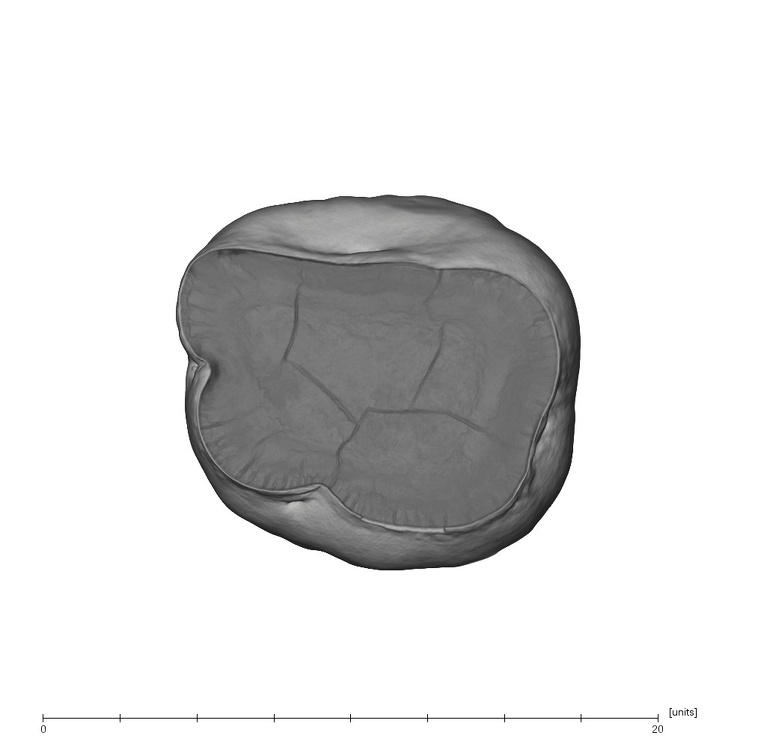 UW101-418C Homo naledi ULM3 apical