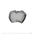 UW101-418C Homo naledi ULM3 buccal