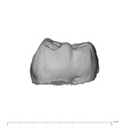 UW101-418C Homo naledi ULM3 distal