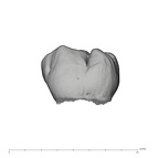 UW101-418C Homo naledi ULM3 lingual