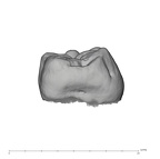 UW101-418C Homo naledi ULM3 mesial