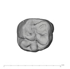 UW101-418C Homo naledi ULM3 occlusal