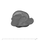 UW101-445 Homo naledi ULM1 apical