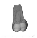 UW101-445 Homo naledi ULM1 buccal