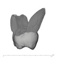 UW101-445 Homo naledi ULM1 distal
