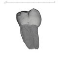 UW101-445 Homo naledi ULM1 lingual
