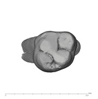 UW101-445 Homo naledi ULM1 occlusal