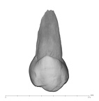 UW101-455 Homo naledi UP buccal