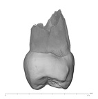 UW101-455 Homo naledi UP distal