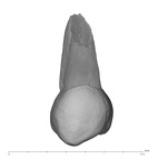 UW101-455 Homo naledi UP lingual