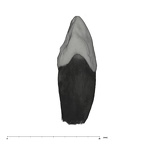 UW101-501 Homo naledi ULC distal